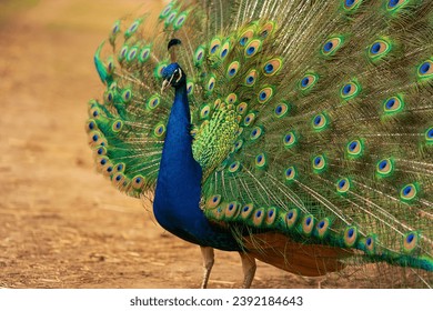 Gorgeous portrait of a blue peacock with silky blue feathers