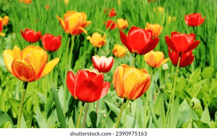 Gorgeous postcard. Orange and red. Flowers, tulip field.  Romance.  Valentine's Day.  March 8 is Women's Day.   - Powered by Shutterstock