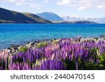 Gorgeous purple and pink Lupine flowers on the side of Lake Tekapo with blue color water with mountains in the background during morning in New Zealand