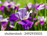 gorgeous purple, white and yellow Iris flowers in the marsh surrounded by lush green leaves, stems and tall grass at Newman Wetlands Center in Hampton Georgia