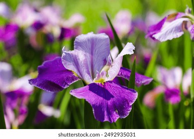 gorgeous purple, white and yellow Iris flowers in the marsh surrounded by lush green leaves, stems and tall grass at Newman Wetlands Center in Hampton Georgia - Powered by Shutterstock