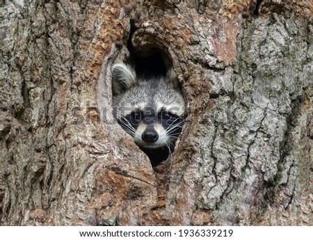 Gorgeous raccoon cute peeks out of a hollow in the bark of a large tree