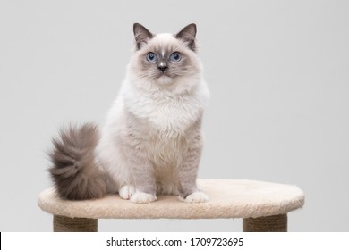 Gorgeous ragdoll cat sitting on a climbing frame. Studio shot. Solid background.
