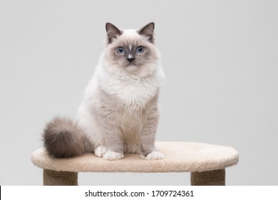 Gorgeous Ragdoll Cat Sitting On A Climbing Frame. Studio Shot. Solid Background.