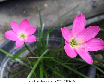 Gorgeous Rain Lily Blossoms At A House's Yard  In Palopo, South Sulawesi