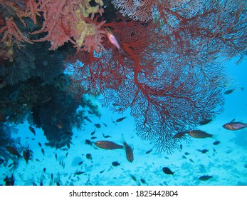 Gorgeous Red Sea Fan Coral Garden