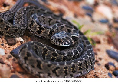 Gorgeous Rhombic Egg Eater Snake Defending Itself By Rubbing Its Scales Together.