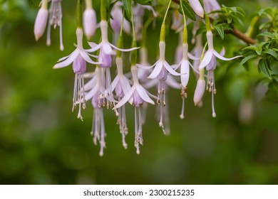 Flores rosa espléndidas Fuchsia