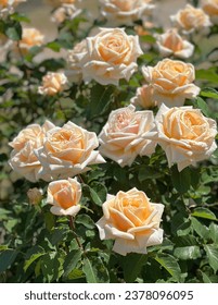 Gorgeous rose flowers soft creamy color in garden.