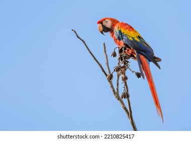 Gorgeous Scarlet Macaw (Ara Macao) From Costa Rica