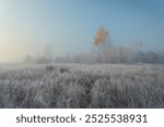 Gorgeous scenery of foggy meadow. Cold autumn morning with white rime ice on the plants. The birch tree on a foggy meadow and hoarfrost on the grass.