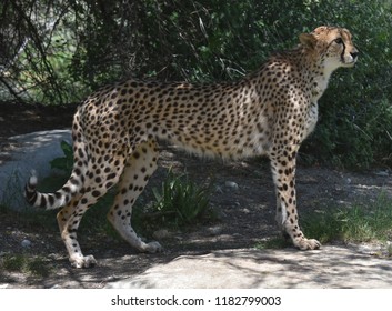 Gorgeous sleek profile of a large cheetah cat.