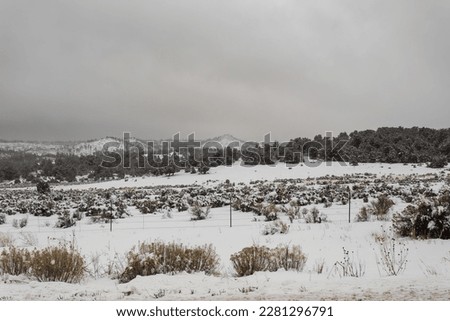 Gorgeous snowy scene with brush, trees and short mountains in rural New Mexico