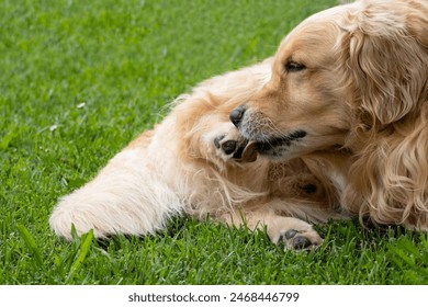 Gorgeous specimen of golden retriever dog. Relaxed in the garden he is cleaning a paw with his tongue.
 - Powered by Shutterstock