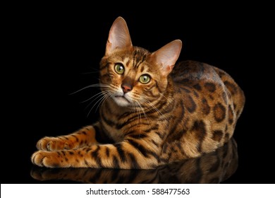 Gorgeous Spotted Bengal Cat Lying with kind eyes on isolated Black Background