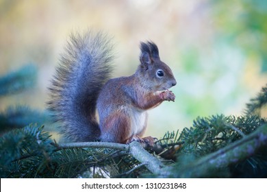 Gorgeous squirrel eats nuts on the tree branch