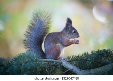 Gorgeous squirrel is posing on a spruce tree branch and watch out for potential dangers in the environment