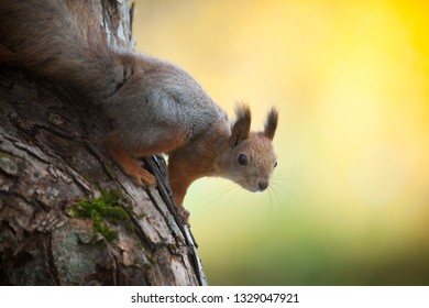 Gorgeous squirrel is posing on a spruce tree branch and watch out for potential dangers in the environment