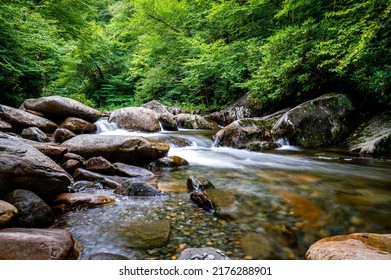 The Gorgeous Stream In A Forest In Appalachian Mountains During Daylight