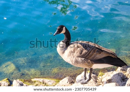 a gorgeous summer landscape at Echo Park Lake with Canadian Geese standing on the rocks along the banks of the lake with rippling blue water in Los Angeles California USA