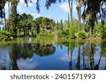 a gorgeous summer landscape in the lagoon at Lake Evans at Fairmount Park with lush green palm trees and plants in Riverside California USA