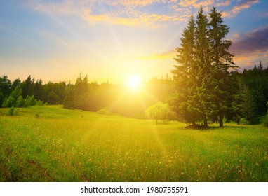 Gorgeous sunrise in Carpathian mountains. Flowers on grassy meadows and forested hill. - Powered by Shutterstock