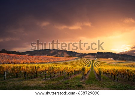 Gorgeous Sunset over a South Australian vineyard
