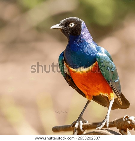 Gorgeous Superb starling -a tropical bird