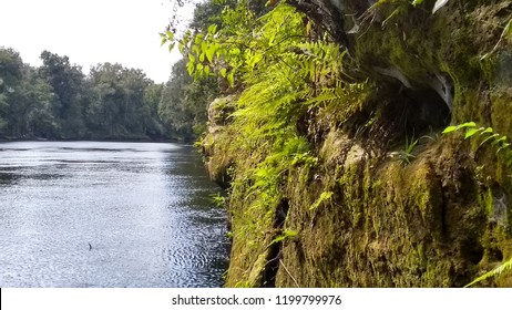 The Gorgeous Suwannee River