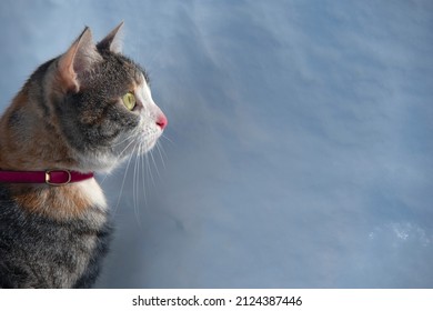 Gorgeous Tabby Colored Cat Wearing Leash And Harness Against Snow Background.  