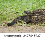 Gorgeous Timber Rattlesnake BLack Phase