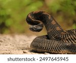 Gorgeous Timber Rattlesnake BLack Phase