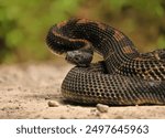 Gorgeous Timber Rattlesnake BLack Phase