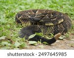 Gorgeous Timber Rattlesnake BLack Phase