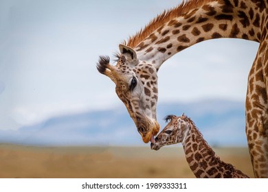 Gorgeous touching moment mother giraffe takes care of her little cub close up
