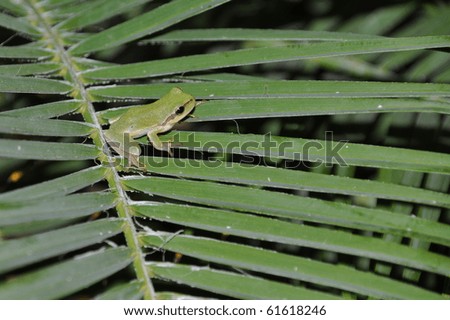 Similar – Foto Bild froschgrün Umwelt Natur