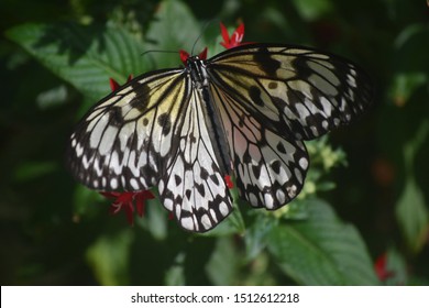 Gorgeous Tree-Nymph Butterfly with wings expanded