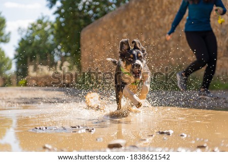 Gorgeous tricolor border collie puppy sprinting in a mud puddle next to his owner while running down the mountain, dog splashing water, excited dog