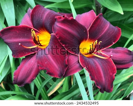 Gorgeous Velvety Burgundy Red Daylily  - Hemerocallis