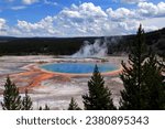 Gorgeous view of the great prismatic spring in Yellowstone National Park. A large number of small cumulus clouds are visible in the sky. Large pine trees grow in the foreground.