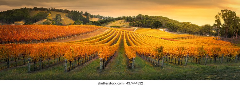 Gorgeous Vineyard In The Adelaide Hills