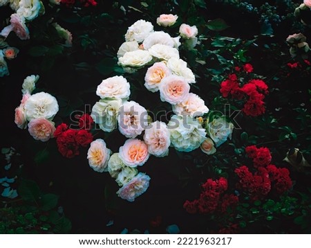 Gorgeous white and red roses bushes in the garden. Dark romantic floral wallpaper. Beautiful decorative design