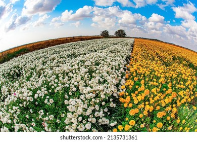 Gorgeous white and yellow flowers. Blue sky and fluffy clouds. Israel, spring sunny day. The fields of garden buttercups are ready for harvest. Spring came. Photo taken with a fisheye lens