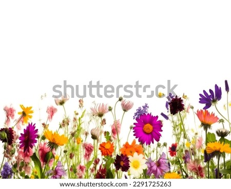 Gorgeous wildflowers on a white background, ideal for banners, shallow depth of field.