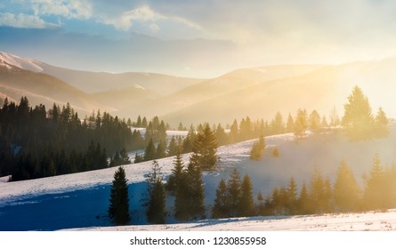 gorgeous winter landscape in glowing fog. marvelous nature scenery in mountains with spruce trees on a rolling snowy slopes. beautiful sunny morning
