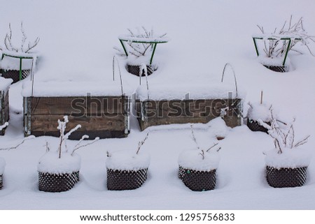 Gorgeous  winter view of exterior of a private garden in plastic pots. Strawberry growing in pallet collar covered, with snow. Winter day. Gorgeous nature background.