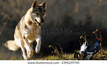 A gorgeous wolf dog hunts a black grouse in a jump, ready to take off in close-up