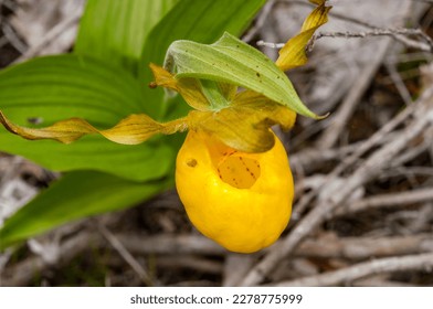 Gorgeous Yellow Lady's Slipper Orchid in Minnesota.  Beautiful and unique wildflowers that actually resemble a slipper.  Its sepals twist outward in a unique and beautiful spiral pattern.  - Shutterstock ID 2278775999