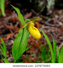 Gorgeous Yellow Lady's Slipper Orchid in Minnesota.  Beautiful and unique wildflowers that actually resemble a slipper.  Its sepals twist outward in a unique and beautiful spiral pattern.  - Shutterstock ID 2278776001