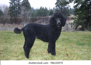 black standard poodle puppy cut